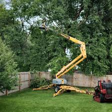 Best Palm Tree Trimming  in Los Altos, CA