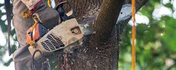 Los Altos, CA Tree Services Company