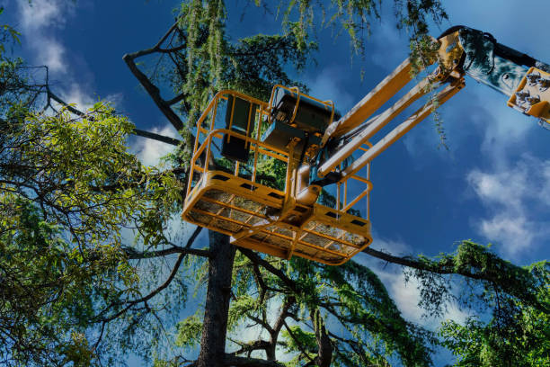 Best Commercial Tree Services  in Los Altos, CA