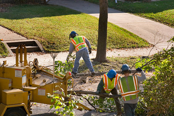 Best Lot and Land Clearing  in Los Altos, CA