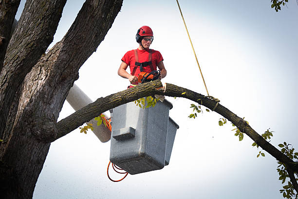 How Our Tree Care Process Works  in  Los Altos, CA