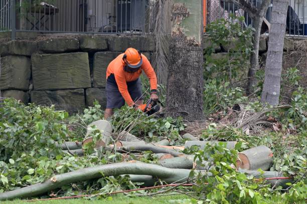 Best Tree Disease Treatment  in Los Altos, CA