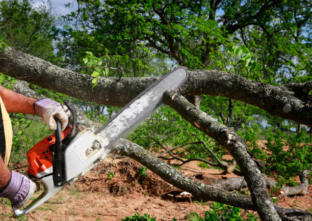  Los Altos, CA Tree Services Pros